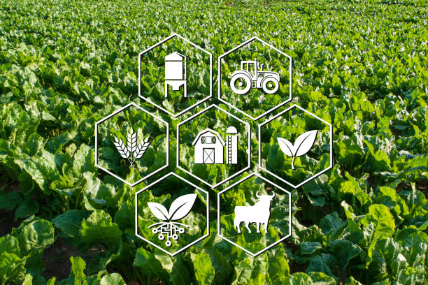 Agro & Grocery Products